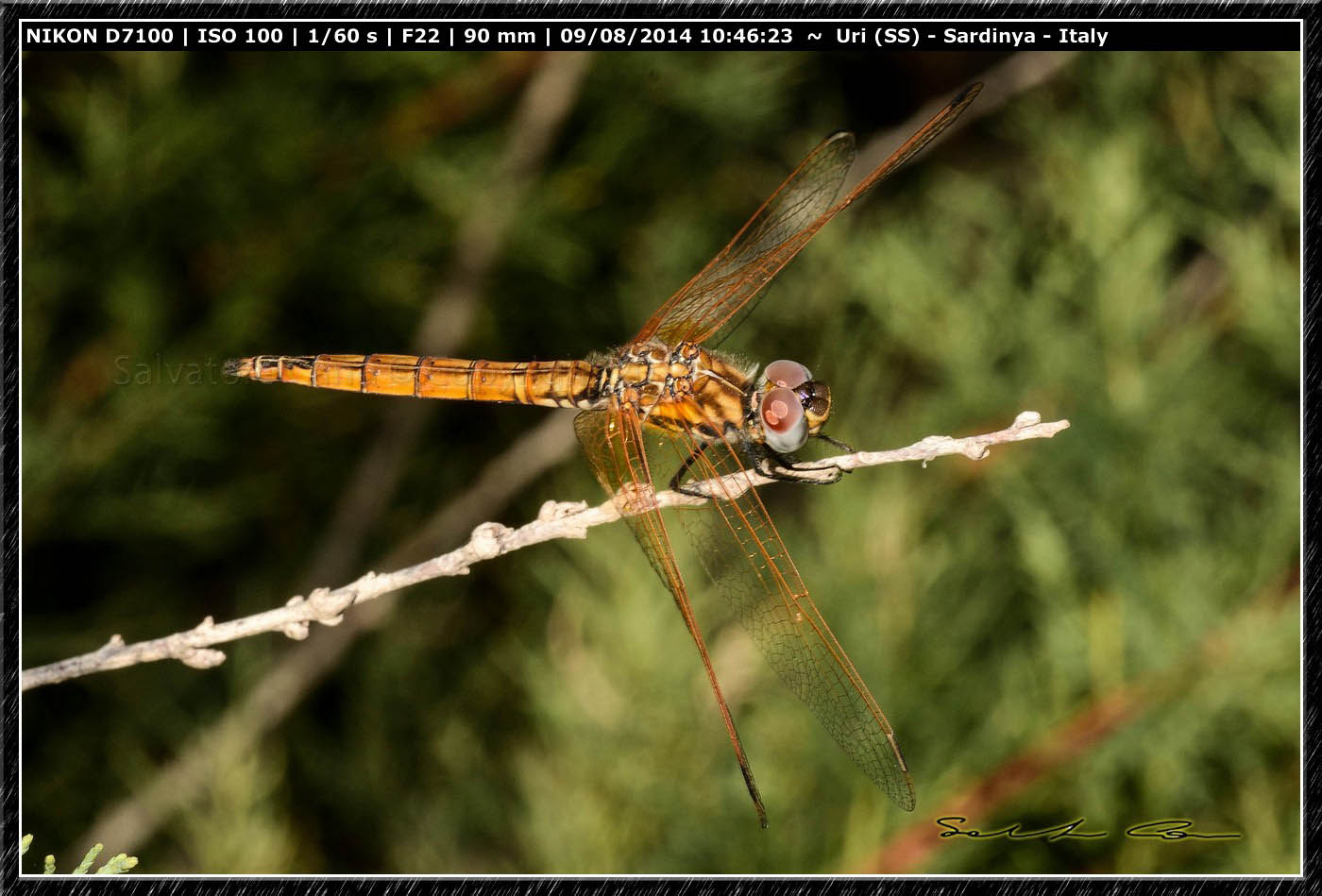 Trithemis annulata (Palisot de Beauvois, 1805)